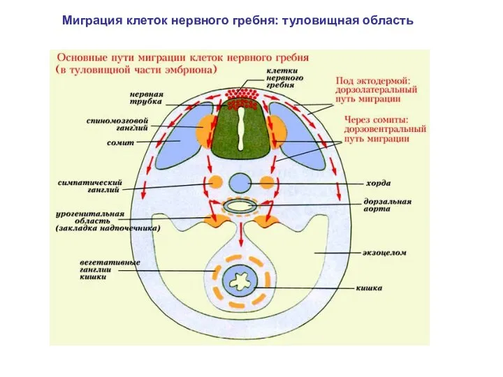 Миграция клеток нервного гребня: туловищная область