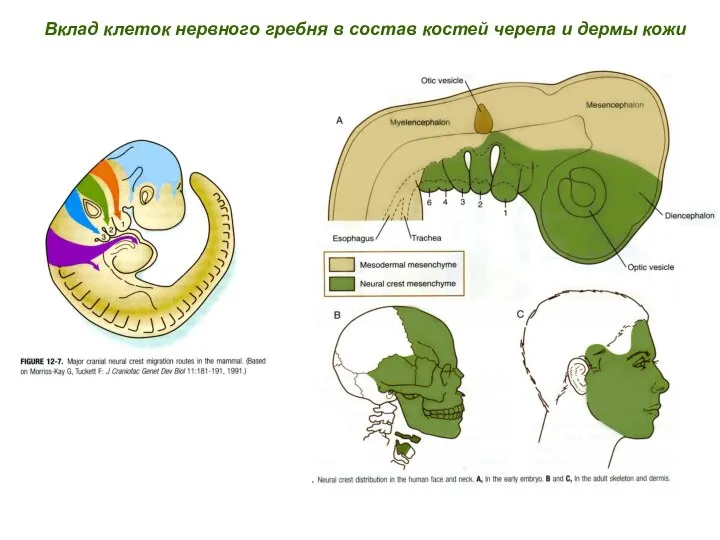 Вклад клеток нервного гребня в состав костей черепа и дермы кожи