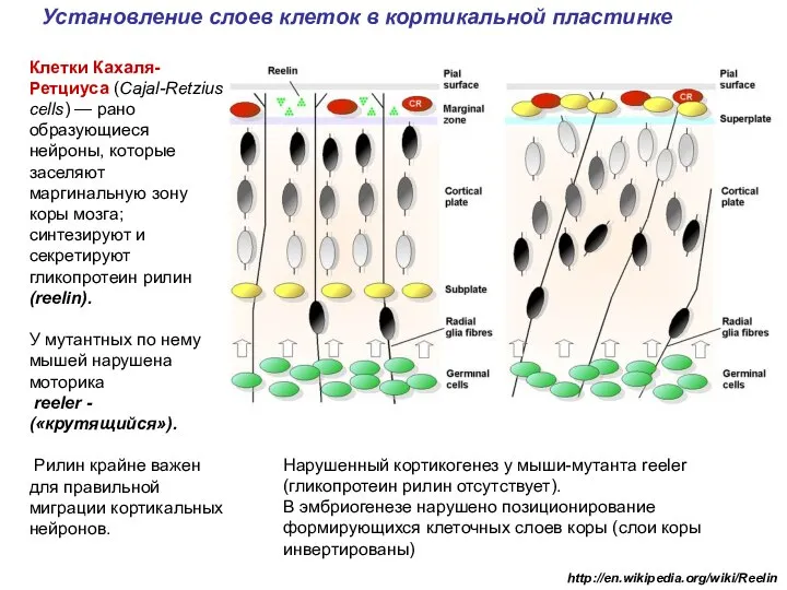 Установление слоев клеток в кортикальной пластинке http://en.wikipedia.org/wiki/Reelin Клетки Кахаля-Ретциуса (Cajal-Retzius cells)