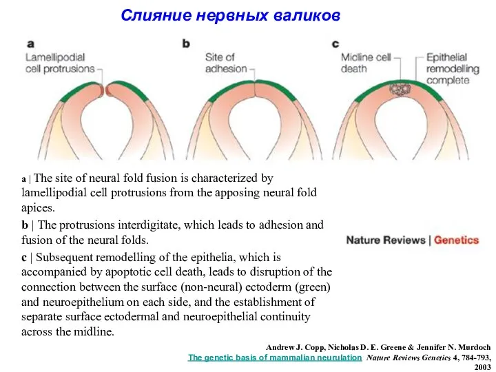 a | The site of neural fold fusion is characterized by