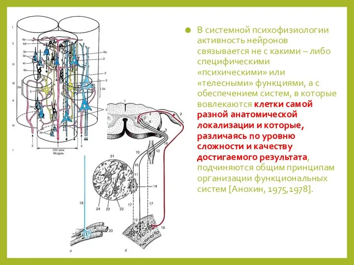 В системной психофизиологии активность нейронов связывается не с какими – либо