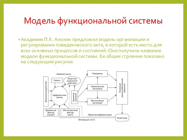 Модель функциональной системы Академик П.К. Анохин предложил модель организации и регулирования