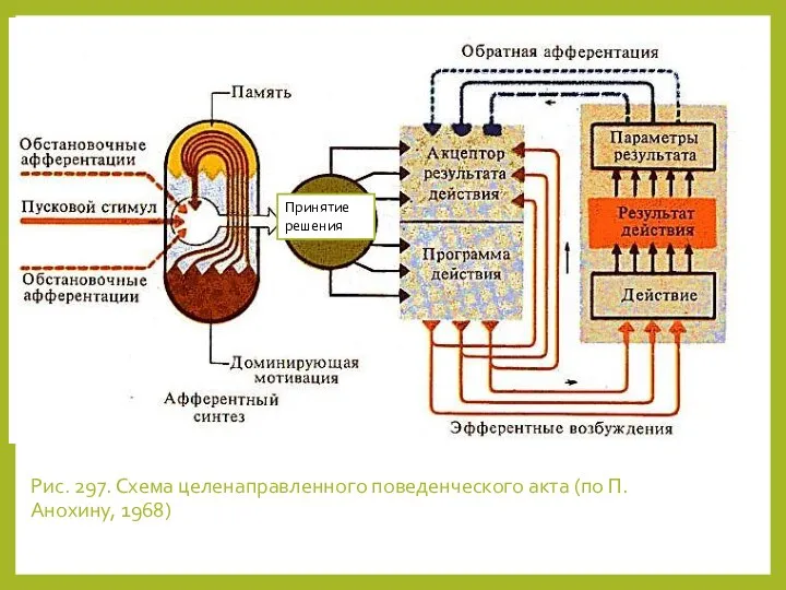 Рис. 297. Схема целенаправленного поведенческого акта (по П. Анохину, 1968) Принятие решения