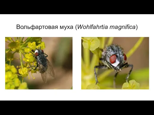 Вольфартовая муха (Wohlfahrtia magnifica)