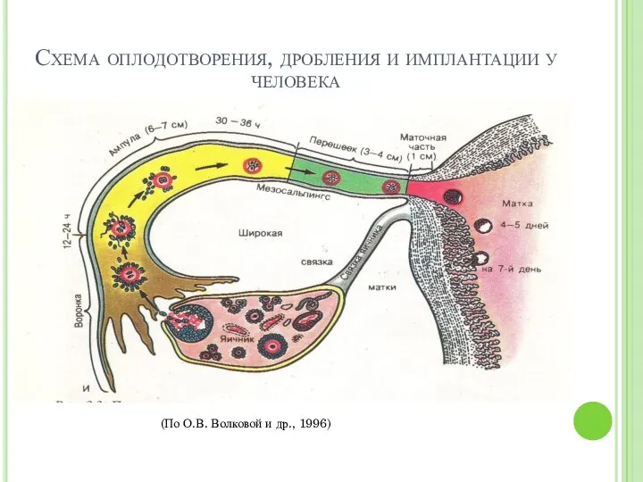 Схема оплодотворения, дробления и имплантации у человека (По О.В. Волковой и др., 1996)
