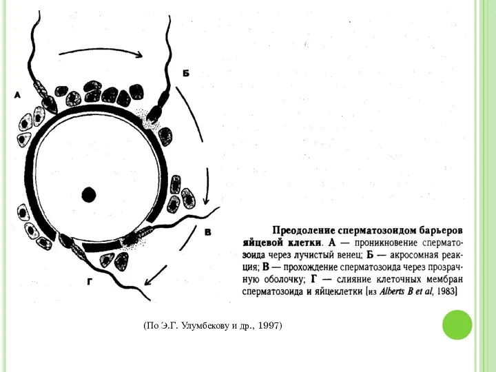 (По Э.Г. Улумбекову и др., 1997)