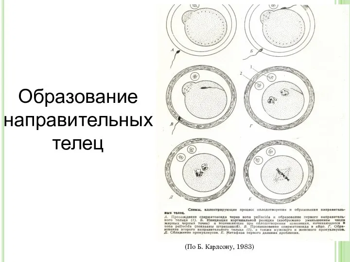 Образование направительных телец (По Б. Карлсону, 1983)