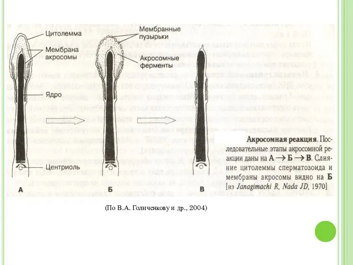 (По В.А. Голиченкову и др., 2004)