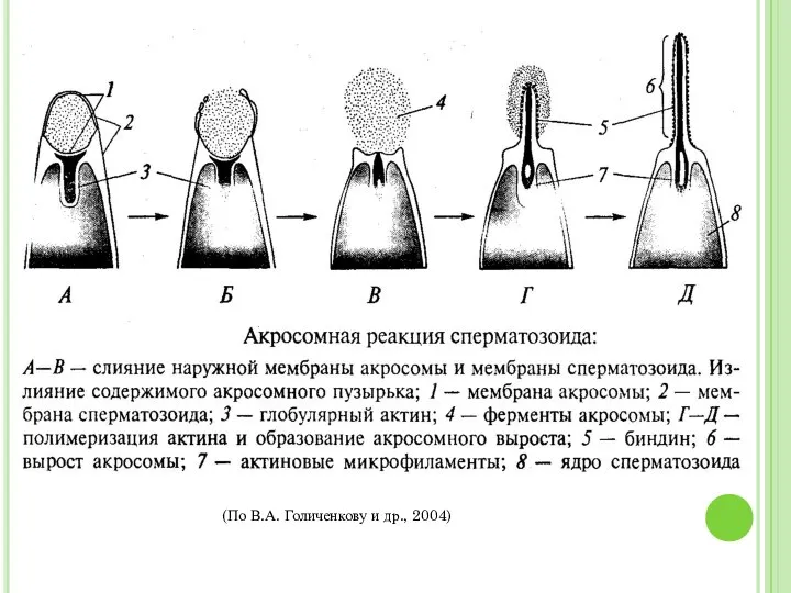 (По В.А. Голиченкову и др., 2004)