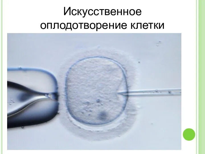 Искусственное оплодотворение клетки