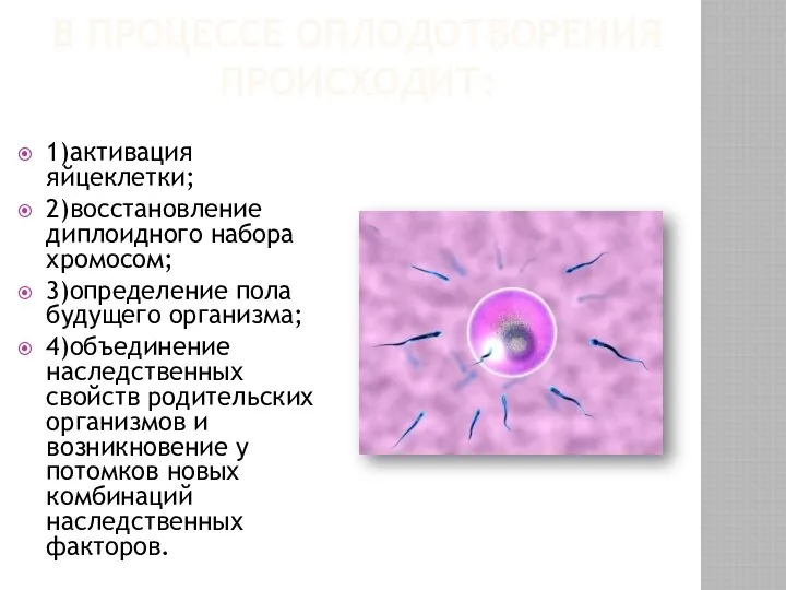 В ПРОЦЕССЕ ОПЛОДОТВОРЕНИЯ ПРОИСХОДИТ: 1)активация яйцеклетки; 2)восстановление диплоидного набора хромосом; 3)определение