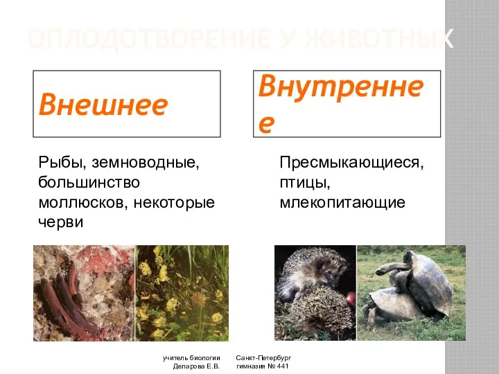 Санкт-Петербург гимназия № 441 учитель биологии Деларова Е.В. ОПЛОДОТВОРЕНИЕ У ЖИВОТНЫХ