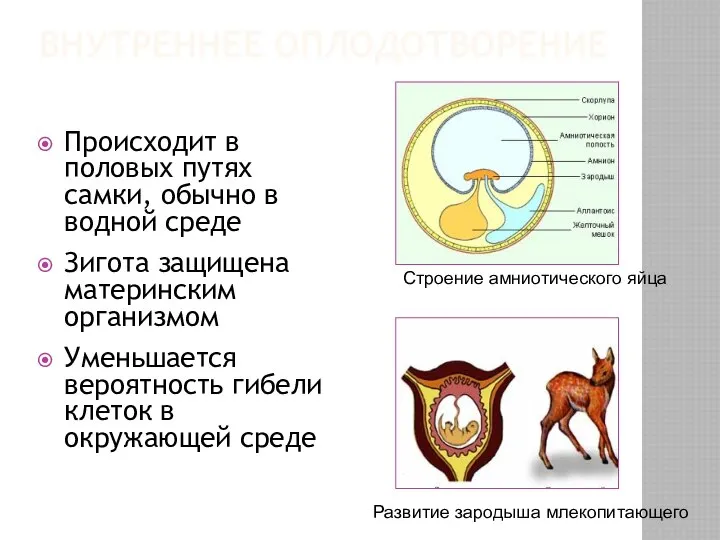 ВНУТРЕННЕЕ ОПЛОДОТВОРЕНИЕ Происходит в половых путях самки, обычно в водной среде