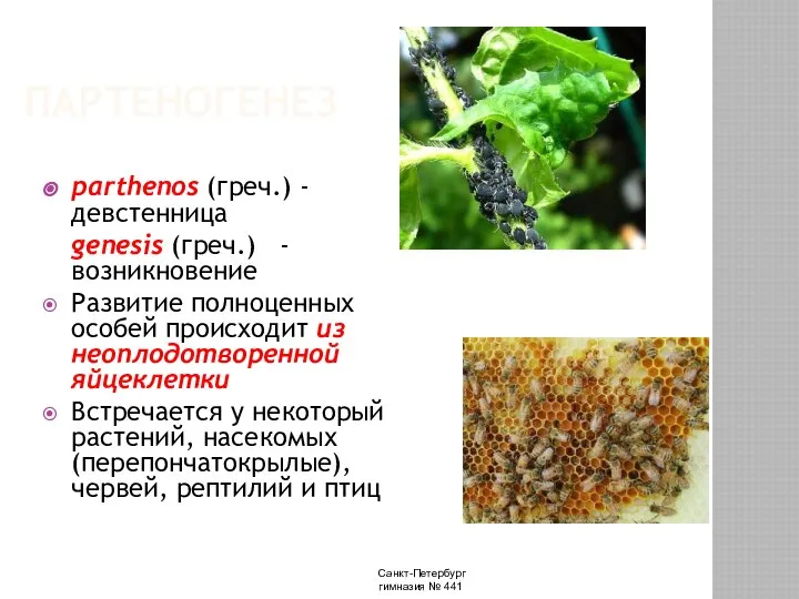 Санкт-Петербург гимназия № 441 ПАРТЕНОГЕНЕЗ parthenos (греч.) - девстенница genesis (греч.)