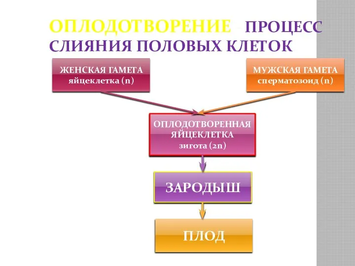 ОПЛОДОТВОРЕНИЕ - ПРОЦЕСС СЛИЯНИЯ ПОЛОВЫХ КЛЕТОК МУЖСКАЯ ГАМЕТА сперматозоид (n) ЖЕНСКАЯ