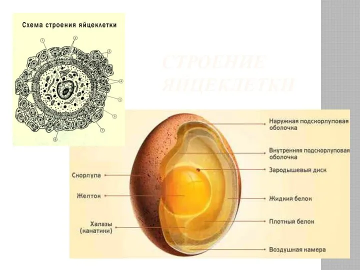 СТРОЕНИЕ ЯЙЦЕКЛЕТКИ