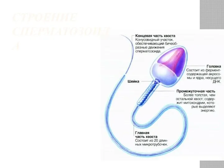 СТРОЕНИЕ СПЕРМАТОЗОИДА
