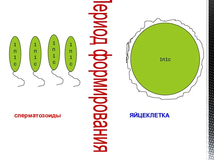 Период формирования 1п1с 1п1с 1п1с 1п1с 1п1с сперматозоиды ЯЙЦЕКЛЕТКА