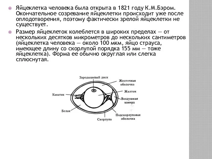 Яйцеклетка человека была открыта в 1821 году К.М.Бэром. Окончательное созревание яйцеклетки
