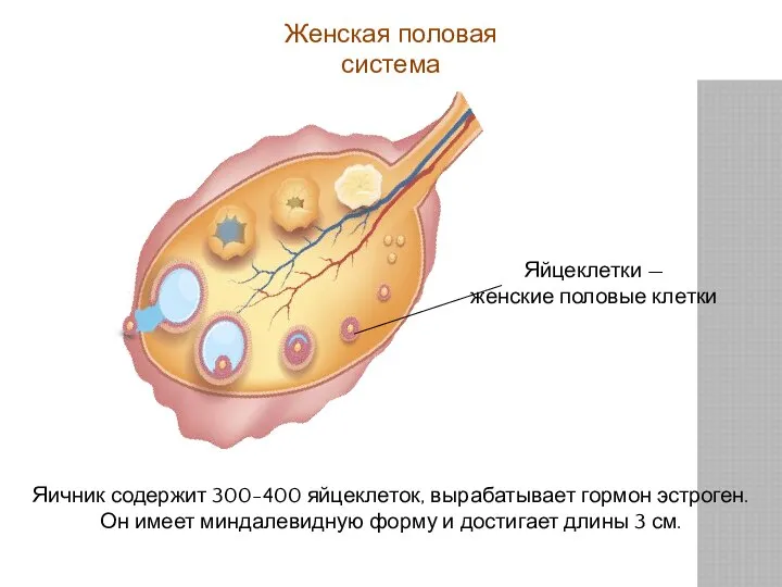 Женская половая система Яичник содержит 300-400 яйцеклеток, вырабатывает гормон эстроген. Он