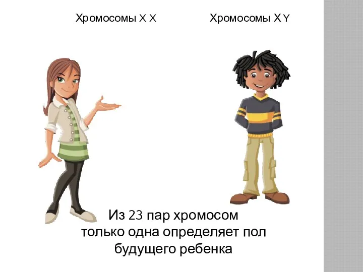 Из 23 пар хромосом только одна определяет пол будущего ребенка Хромосомы Х Y Хромосомы X X