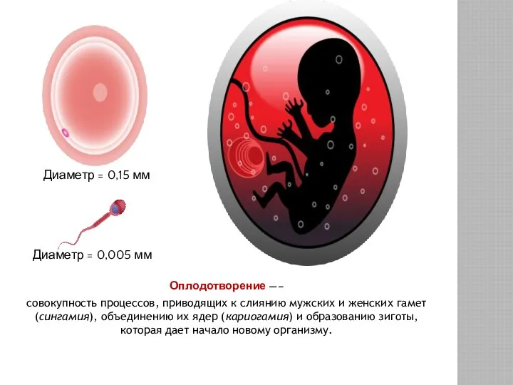 Диаметр = 0,15 мм Диаметр = 0,005 мм Оплодотворение —– совокупность