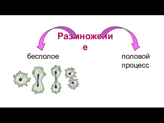 Размножение бесполое половой процесс