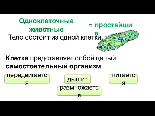 Одноклеточные животные = простейшие Тело состоит из одной клетки. Клетка представляет