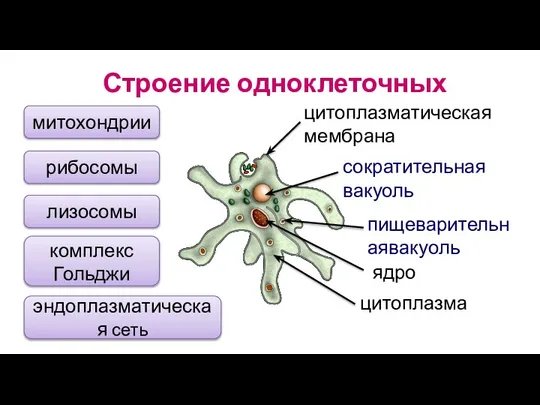 Строение одноклеточных цитоплазматическая мембрана ядро цитоплазма митохондрии рибосомы комплекс Гольджи лизосомы эндоплазматическая сеть сократительная вакуоль пищеварительнаявакуоль