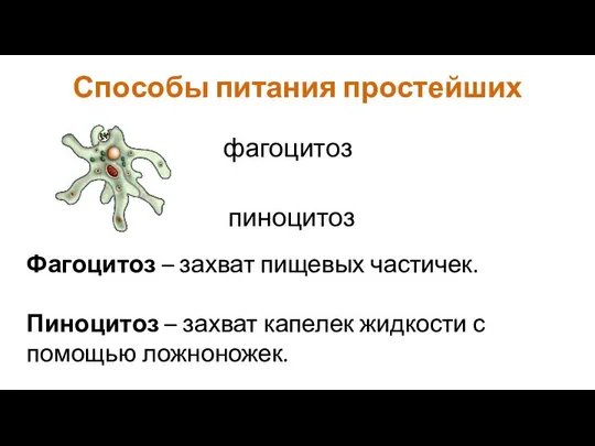 Способы питания простейших фагоцитоз пиноцитоз Фагоцитоз – захват пищевых частичек. Пиноцитоз