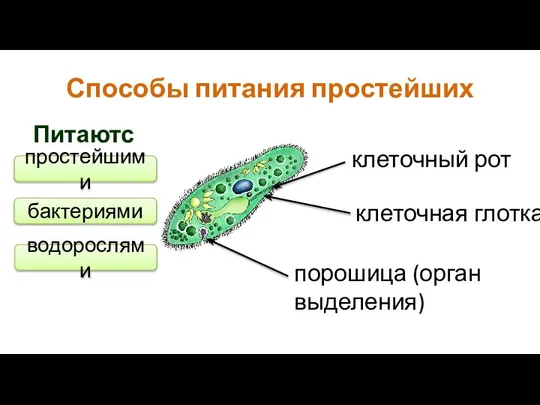 Способы питания простейших клеточный рот клеточная глотка порошица (орган выделения) Питаются: простейшими бактериями водорослями