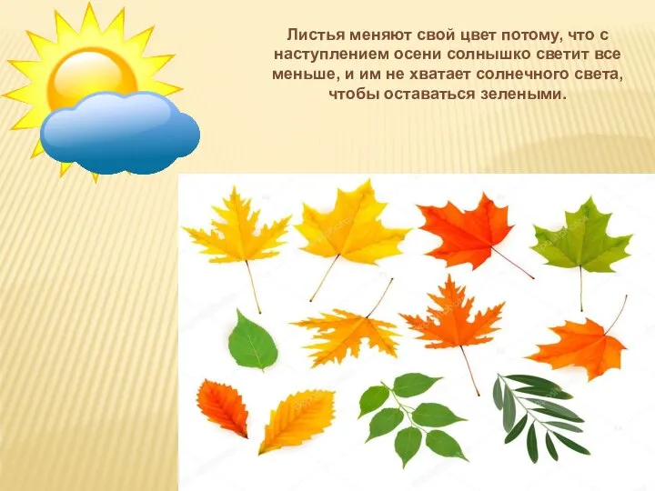 Листья меняют свой цвет потому, что с наступлением осени солнышко светит