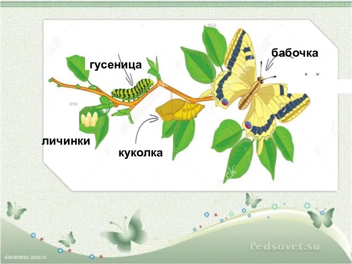 личинки гусеница куколка бабочка