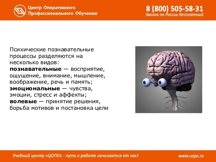 Психические познавательные процессы разделяются на несколько видов: познавательные — восприятие, ощущение,