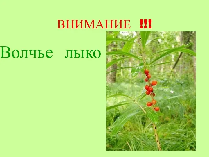 ВНИМАНИЕ !!! Волчье лыко