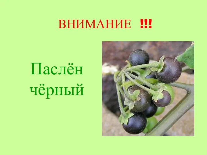 ВНИМАНИЕ !!! Паслён чёрный