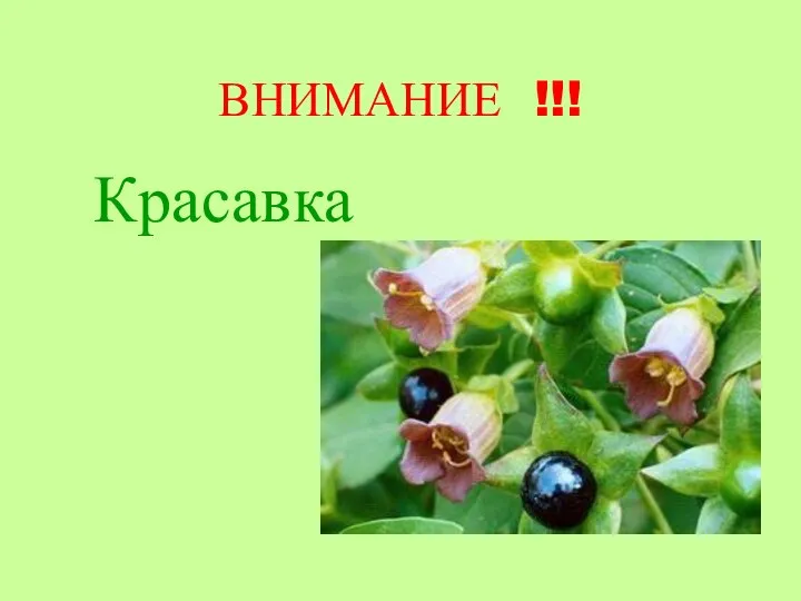 ВНИМАНИЕ !!! Красавка