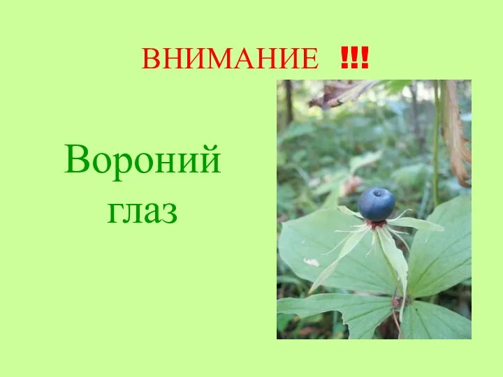 ВНИМАНИЕ !!! Вороний глаз