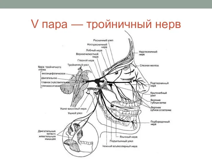 V пара — тройничный нерв