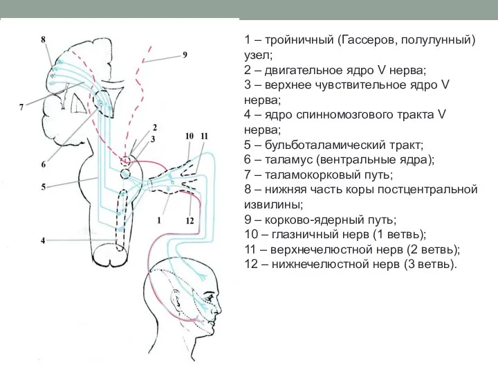 1 – тройничный (Гассеров, полулунный) узел; 2 – двигательное ядро V