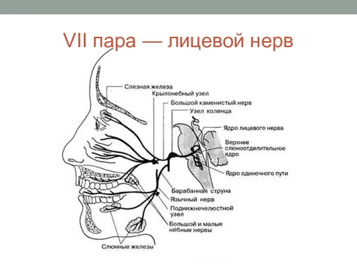 VII пара — лицевой нерв