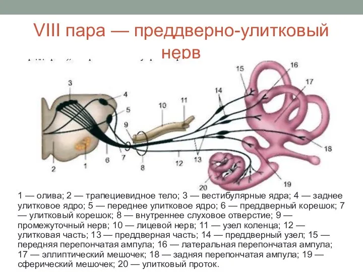 VIII пара — преддверно-улитковый нерв 1 — олива; 2 — трапециевидное