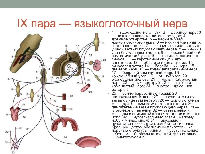 IX пара — языкоглоточный нерв 1 — ядро одиночного пути; 2