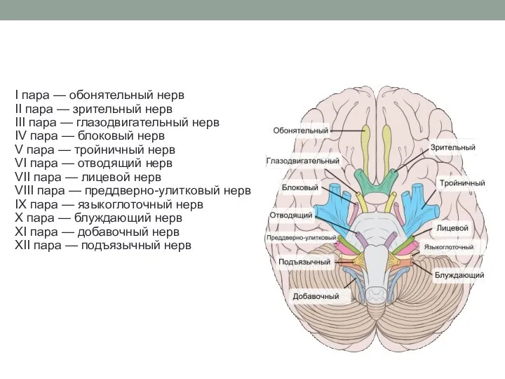 I пара — обонятельный нерв II пара — зрительный нерв III