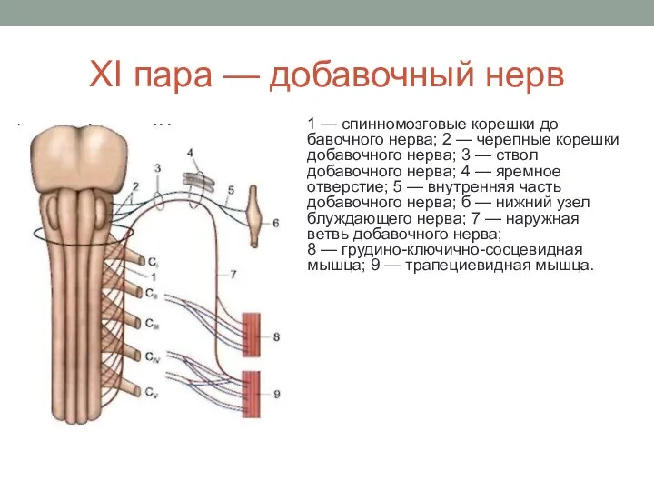 XI пара — добавочный нерв 1 — спинномозговые корешки до­бавочного нерва;
