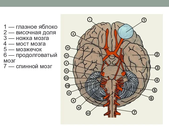 1 — глазное яблоко 2 — височная доля 3 — ножка