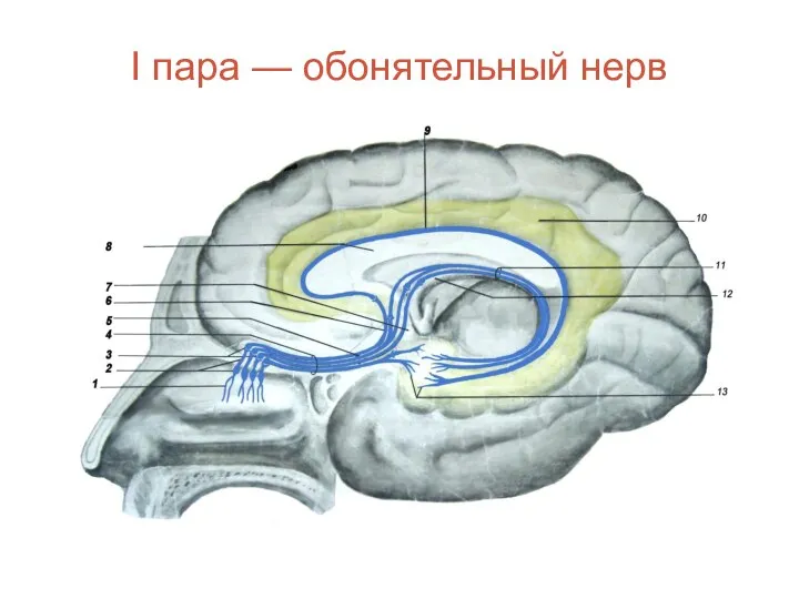 I пара — обонятельный нерв