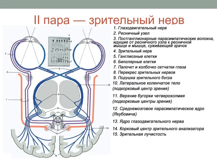 II пара — зрительный нерв