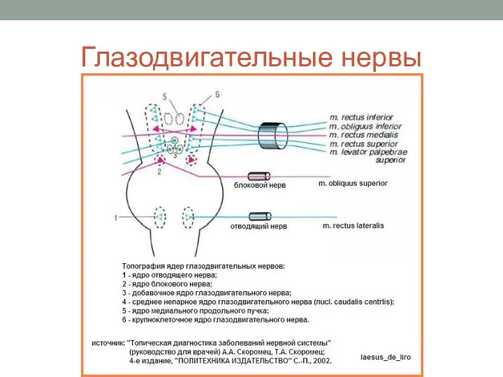 Глазодвигательные нервы