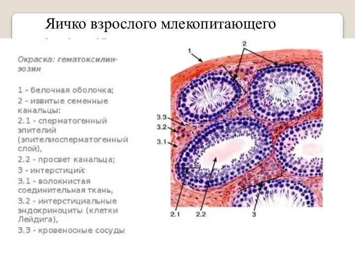 Яичко взрослого млекопитающего